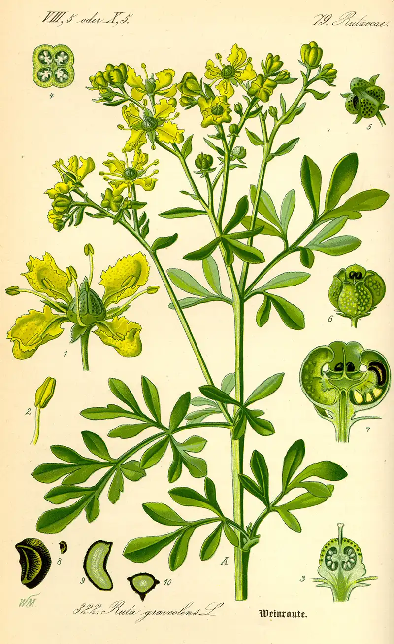 Illustrazione botanica della Ruta graveolens, pianta protettiva nella tradizione magica e officinale europea