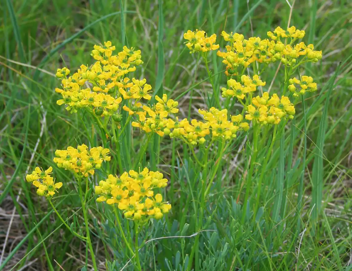 Pianta di Ruta graveolens fotografata in natura nella regione di Primorska, Slovenia